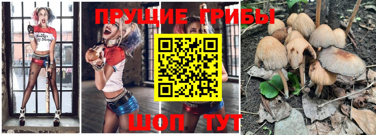Балашов  где можно купить   Вход с VPN  Псилоцибиновые грибы Psilocybe 