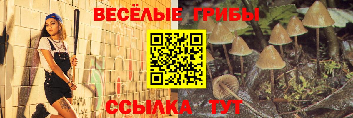 Галлюциногенные грибы Psilocybe Балашов